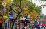 Phố Hà Nội đẹp ngỡ ngàng mùa cây trút lá