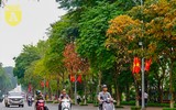 Phố Hà Nội đẹp ngỡ ngàng mùa cây trút lá