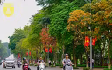 Phố Hà Nội đẹp ngỡ ngàng mùa cây trút lá
