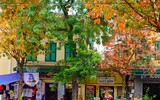 Phố Hà Nội đẹp ngỡ ngàng mùa cây trút lá