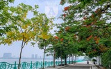 Hồ Tây bất ngờ nhuộm vàng rực rỡ trong sắc hoa muồng hoàng yến