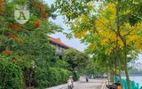 Hồ Tây bất ngờ nhuộm vàng rực rỡ trong sắc hoa muồng hoàng yến