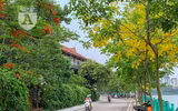 Hồ Tây bất ngờ nhuộm vàng rực rỡ trong sắc hoa muồng hoàng yến