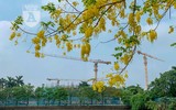 Hồ Tây bất ngờ nhuộm vàng rực rỡ trong sắc hoa muồng hoàng yến