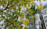 Hồ Tây bất ngờ nhuộm vàng rực rỡ trong sắc hoa muồng hoàng yến