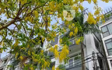 Hồ Tây bất ngờ nhuộm vàng rực rỡ trong sắc hoa muồng hoàng yến