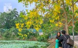 Hồ Tây bất ngờ nhuộm vàng rực rỡ trong sắc hoa muồng hoàng yến