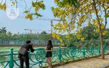 Hồ Tây bất ngờ nhuộm vàng rực rỡ trong sắc hoa muồng hoàng yến