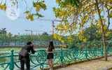 Hồ Tây bất ngờ nhuộm vàng rực rỡ trong sắc hoa muồng hoàng yến