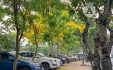 Hồ Tây bất ngờ nhuộm vàng rực rỡ trong sắc hoa muồng hoàng yến