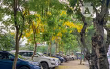 Hồ Tây bất ngờ nhuộm vàng rực rỡ trong sắc hoa muồng hoàng yến