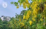 Hồ Tây bất ngờ nhuộm vàng rực rỡ trong sắc hoa muồng hoàng yến