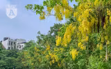 Hồ Tây bất ngờ nhuộm vàng rực rỡ trong sắc hoa muồng hoàng yến