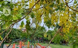 Hồ Tây bất ngờ nhuộm vàng rực rỡ trong sắc hoa muồng hoàng yến