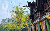 Hồ Tây bất ngờ nhuộm vàng rực rỡ trong sắc hoa muồng hoàng yến