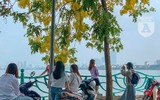 Hồ Tây bất ngờ nhuộm vàng rực rỡ trong sắc hoa muồng hoàng yến