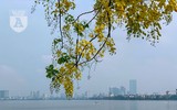 Hồ Tây bất ngờ nhuộm vàng rực rỡ trong sắc hoa muồng hoàng yến