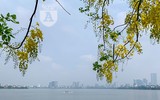Hồ Tây bất ngờ nhuộm vàng rực rỡ trong sắc hoa muồng hoàng yến