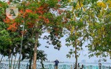 Hồ Tây bất ngờ nhuộm vàng rực rỡ trong sắc hoa muồng hoàng yến
