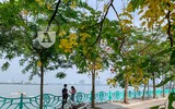 Hồ Tây bất ngờ nhuộm vàng rực rỡ trong sắc hoa muồng hoàng yến