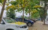 Hồ Tây bất ngờ nhuộm vàng rực rỡ trong sắc hoa muồng hoàng yến