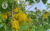 Hồ Tây bất ngờ nhuộm vàng rực rỡ trong sắc hoa muồng hoàng yến