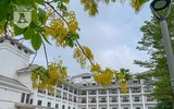 Hồ Tây bất ngờ nhuộm vàng rực rỡ trong sắc hoa muồng hoàng yến