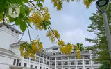Hồ Tây bất ngờ nhuộm vàng rực rỡ trong sắc hoa muồng hoàng yến