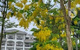 Hồ Tây bất ngờ nhuộm vàng rực rỡ trong sắc hoa muồng hoàng yến