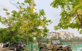Hồ Tây bất ngờ nhuộm vàng rực rỡ trong sắc hoa muồng hoàng yến