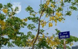 Hồ Tây bất ngờ nhuộm vàng rực rỡ trong sắc hoa muồng hoàng yến