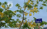 Hồ Tây bất ngờ nhuộm vàng rực rỡ trong sắc hoa muồng hoàng yến