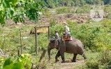 Huyền thoại Vua voi Amakong (P1): Theo dấu bạch tượng mang ngà hổ phách trong đại ngàn sâu thẳm