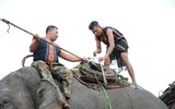 Huyền thoại Vua voi Amakong (P1): Theo dấu bạch tượng mang ngà hổ phách trong đại ngàn sâu thẳm