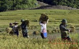 Chuyện về cuộc hồi sinh những tộc người 