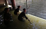 Suốt 300 năm phường múa rối nước làng Đào Thục trầm mình dưới nước