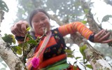 Tà Xùa đắm chìm trong biển mây, chắt chiu cho một thức uống đặc biệt