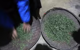 Tà Xùa đắm chìm trong biển mây, chắt chiu cho một thức uống đặc biệt