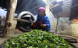 Tà Xùa đắm chìm trong biển mây, chắt chiu cho một thức uống đặc biệt