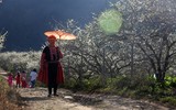 Lạc vào thảo nguyên trắng ngần bồng bềnh trong sương sớm Mộc Châu