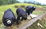 Lễ cúng đặc biệt cảm tạ hồn lúa mới ở Hoàng Su Phì