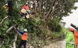[Ảnh] Người Mỹ hối hả trong guồng quay chống đỡ siêu bão Dorian