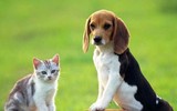 Những thú vị về chương trình sử dụng động vật gián điệp trong Chiến tranh Lạnh mà CIA vừa giải mật