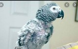 Những thú vị về chương trình sử dụng động vật gián điệp trong Chiến tranh Lạnh mà CIA vừa giải mật