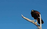 Những thú vị về chương trình sử dụng động vật gián điệp trong Chiến tranh Lạnh mà CIA vừa giải mật