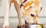 15 điều luật lạ lùng - đáng ngạc nhiên là vẫn tồn tại ở nước Mỹ