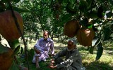 [Ảnh] Cuộc sống thường ngày ở Kashmir, nơi 