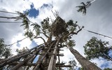 Hình ảnh hiếm hoi về người Korowai - bộ lạc mà thế giới 