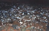 [Ảnh] Điều chưa biết về khu thí nghiệm chất độc sarin ở Australia của giáo phái Ngày tận thế Nhật Bản