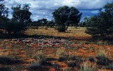 [Ảnh] Điều chưa biết về khu thí nghiệm chất độc sarin ở Australia của giáo phái Ngày tận thế Nhật Bản